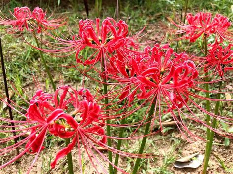 曼陀羅華 曼珠沙華|曼陀羅花、曼陀羅華及曼珠沙華的區別